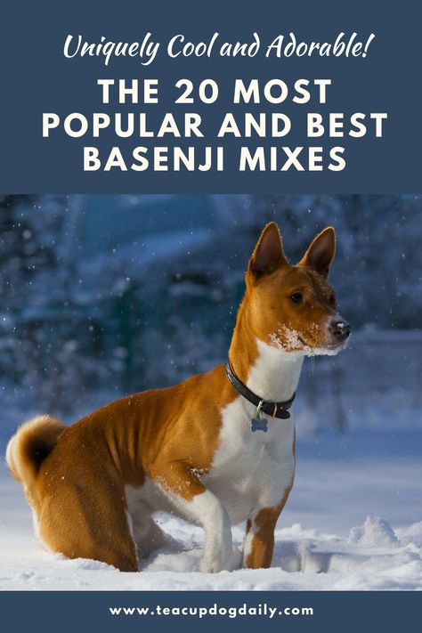 While the Basenji is a purebred dog, they are also being cross-bred these days. Read on and discover the 20 most popular and best Basenji mixes! Hunter Dog, Basenji Dogs, American Bulldog Mix, Dog Personality, Dog Business, Dog Mixes, Sense Of Smell, Purebred Dogs