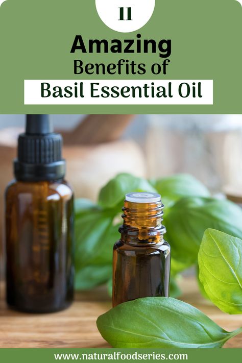 Basil essential oil exhibits anti-inflammatory, anti-microbial, and diuretic properties. In fact, basil essential oil has been used in traditional Asian and Indian medicine for centuries. Then oil can be used in conjunction with culinary applications, aromatherapy, topical medications, and massage. Holy Basil Benefits, Benefits Of Basil, Green Roots, Indian Medicine, Ocimum Basilicum, Basil Essential Oil, Basil Oil, Poor Digestion, Essential Oil Mixes