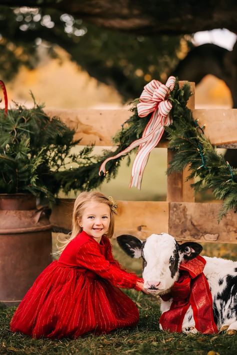 Cow Christmas Photoshoot, Country Christmas Pictures Family, Highland Cow Christmas Photoshoot, Christmas On The Farm Pictures, Christmas Tree Farm Baby Pictures, Christmas Tractor Photo Shoot, Outdoor Christmas Photoshoot Ideas Mini Sessions, Highland Cow Photoshoot, Barn Christmas Photoshoot