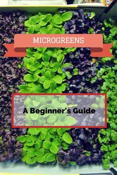 How to Grow Microgreens: A Beginner's 101 Guide Microgreens Garden, How To Grow Microgreens, Kebun Herbal, Grow Microgreens, Top Questions, Micro Greens, Vertical Vegetable Garden, Growing Microgreens, Garden Veggies