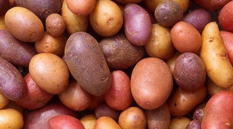 Harvesting Potatoes: How To Dig Up Tasty Tubers - Epic Gardening How To Harvest Cilantro, Starch Solution Recipes, Harvesting Potatoes, Potato Diet, Low Carb Potatoes, Container Potatoes, Potato Varieties, Healthy Potatoes, Types Of Potatoes