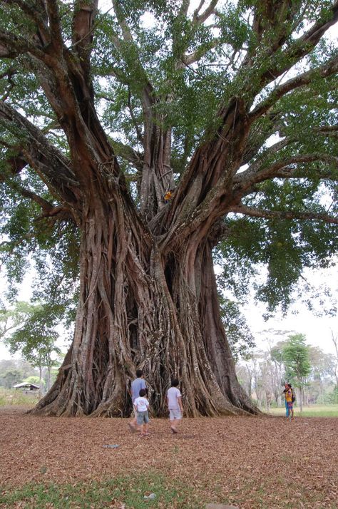 The “Wonder Tree” of Canlaon City   Dubbed as the “Wonder Tree” by the locals, this Balete tree is the oldest recorded tree in the province and possibly even in the country.  It is believed to be 1,328 years old. So old that the tree was already standing long before the Philippines was discovered by Magellan! The colossal tree mightily stands in the middle of rice and coffee plantations in OISCA Farm in Lumabao. Balete Tree Philippines, Philippines Province, Philippine Trees, Sweet Olive Tree, Beautiful Philippines, Philippine Islands, Urban Legend, Celtic Tree Of Life, Old Tree