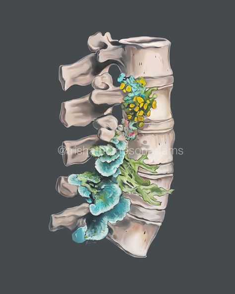 Spine Vertebrae, Yuumei Art, Anatomical Art, Arte Yoga, Lumbar Spine, Human Body Art, Biology Art, Human Anatomy Art, Medical Art