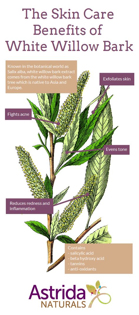 Mauby Bark Benefits, White Willow Bark Benefits, Willow Bark Benefits, White Willow Bark Tea, Willow Bark Tincture, Skincare Infographic, Herbs Benefits, Plant Remedies, Willow Bark Extract