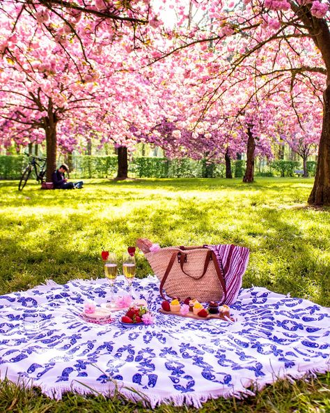 Picnic Inspiration, Blossom Season, Cherry Blossom Season, Magnolia Blossom, Bare Tree, Perfect Picnic, Picnic Time, Garden Pictures, Picnic In The Park