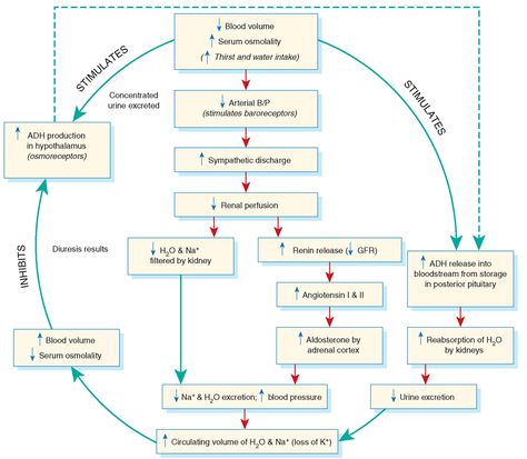 Fluid regulation cycle, including antidiuretic hormone (ADH) and the renin-angiotensin-aldosterone (RAA) system. Thiazide Diuretics Nursing, Antidiuretic Hormone, Pathophysiology Nursing, Renal System, Nurse Anesthesia, Electrolyte Balance, Nursing Fun, Urinary System, Nursing Mnemonics