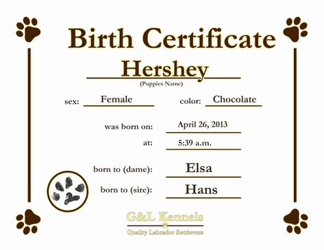 Pinmarrona On Animal Ish Stuff | Birth Certificate Intended For Amazing Pet Birth Certificate Template 24 Choices Dog Birth Certificate, Puppy Birth Certificate, Dog Adoption Certificate, Puppies Names Female, Cat Birth, Fake Birth Certificate, Dog Birth, Pet Adoption Certificate, Dog Template