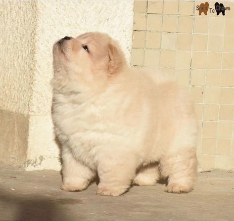 Chunky Animals, White Chow Chow, Chow Chow Dog, Cute Little Puppies, Fluffy Dogs, Pretty Animals, Silly Animals, Fluffy Animals, Little Puppies