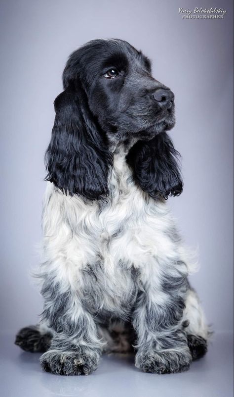 Roan Cocker Spaniel, Blue Roan Cocker Spaniel, King Spaniel, Puppy Portraits, Spaniel Art, Cute Dogs Images, American Cocker Spaniel, Blue Roan, Cocker Spaniel Puppies