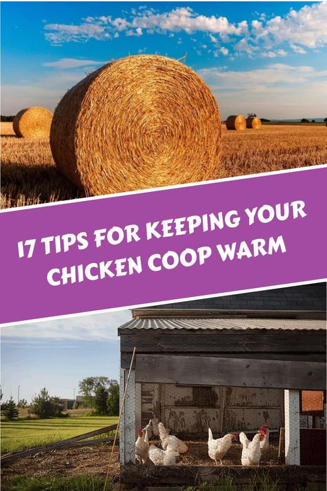 Discover effective ways to insulate a chicken coop, whether you are building from scratch or improving an existing structure. Consider straw, wool, moss, and other natural materials for sustainable insulation. Sustainable Building, Straw Bales, A Chicken, Chicken Coop, Coop, Natural Materials, From Scratch, Insulation, Sustainability