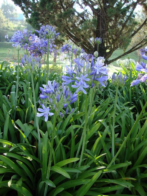 Agapanthus Blue, Agapanthus Plant, Agapanthus Africanus, African Lily, Front Yard Plants, Florida Gardening, Gravel Garden, Healthy Garden, Blue Garden