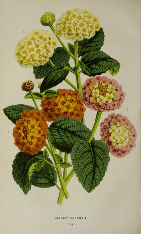 Lantana camara var. hort. - circa 1868 Flower Drawing Outline, Lantana Flower, Fauna Illustration, Lantana Camara, Floral Printables, Botanical Painting, Scientific Illustration, Botanical Drawings, Plant Illustration