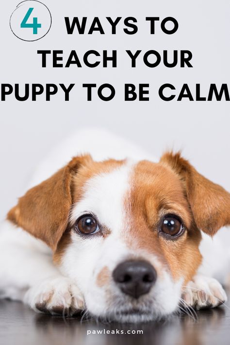 How To Teach Your Dog To Wipe His Paws, Keep Puppy Busy While At Work, How To Calm Down A Hyper Puppy, How To Train Your Dog To Be Calm, Excited Puppy, Puppy Training Schedule, Excited Dog, Training Puppy, Puppy Time