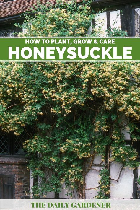 Planting Honeysuckle Vine, How To Grow Honeysuckle, Honeysuckle Planting Ideas, Honeysuckle On Trellis, Honey Suckle Trellis Ideas, Honeysuckle On Fence, Honeysuckle In Pots, Honeysuckle Landscaping, Honeysuckle Pergola