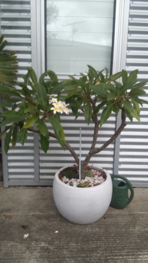 Frangipani Plant, Potted Plumeria Tree, Plumeria Tree In Pot, Potted Frangipani Tree, Frangipani In A Pot, Bangalow Palm In Pot, Frangipani In Pot, Indoor Plumeria, Potted Frangipani