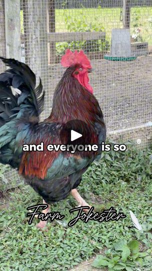 906K views · 11K reactions | Weight loss happens either way… #gym #gymlife #workout #chickens #chickensofinstagram #goose #comedy #funnyanimals #featheryfinetime #motherclucker #farmjokester | Farm Jokester | Farm Jokester · Original audio Anti Chicken Jokes, Why Did The Chicken Cross The Road Jokes, Funny Chicken Memes, Chicken Memes Humor, Rooster Funny Meme, Laugh At Yourself, Gym Life, Funny Animals, Humor