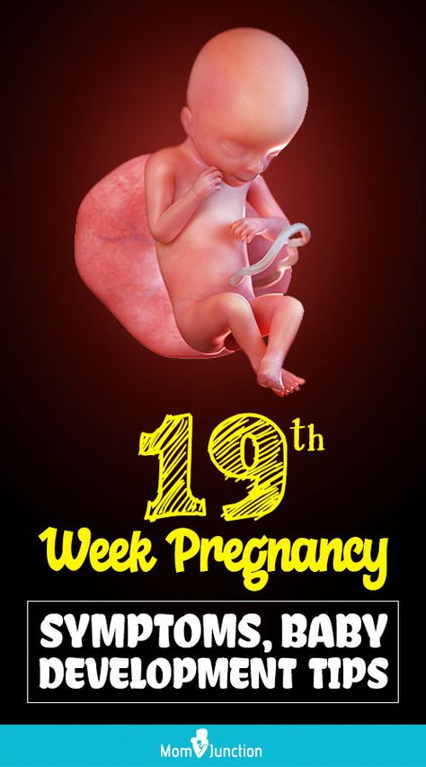 Baby Development In Womb, Pregnancy Development, Child Development Chart, Baby Development Chart, Stages Of Baby Development, 19 Weeks Pregnant, Baby Development Milestones, Child Development Theories, Child Development Stages