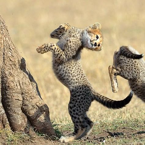 Cheetah Pictures, Cheetah Cubs, Baby Cheetahs, Il Re Leone, Exotic Cats, Pretty Animals, Cheetahs, African Animals, Beautiful Cats