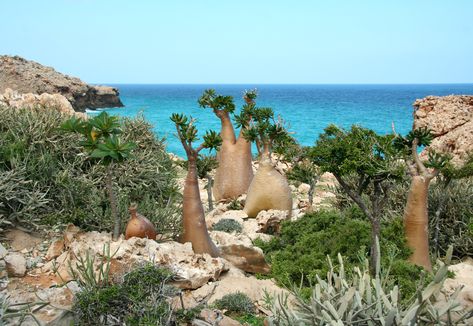 Succulent Tree, Socotra, Unusual Plants, Exotic Places, Tree Hugger, Cactus And Succulents, Yemen, Exotic Plants, Juggling