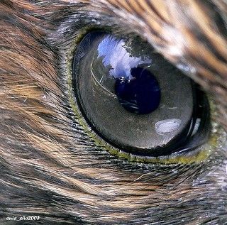 Mr. Hawk's eye | anisha amir | Flickr Hawk Photos, Eye Images, Red Kite, Eye Close Up, Red Tailed Hawk, Bird Hunting, Types Of Animals, Eye Photography, Birds Of Prey