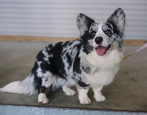 Navy the fluffy blue merle cardigan corgi puppy. Follow @Navycorgi on Instagram Corgi Aussie Mix, Blue Merle Corgi, Merle Corgi, Corgi Breeds, Cardigan Corgi, Pembroke Welsh Corgi Puppies, Corgi Puppies, Welsh Corgi Puppies, Aussie Puppies