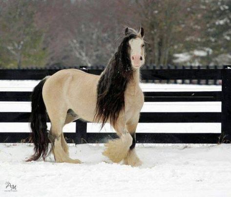 Regnul Animal, Majestic Horse, All The Pretty Horses, Horse Crazy, Clydesdale, Draft Horses, Cute Horses, Pretty Horses, Horse Photography