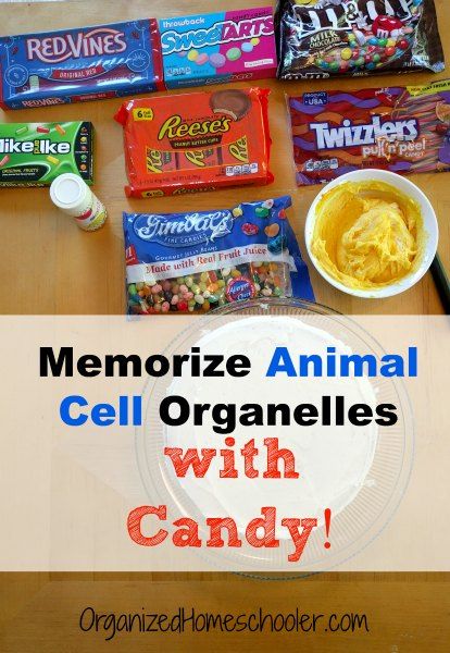 Memorize animal cell organelles with candy! This hands on biology lesson is delicious. #animalcell #biology #cake #handsonlearning Biology Cake, Animal Cell Cake, Animal Cell Activity, Animal Cell Model Project, Animal Cell Parts, Edible Animal Cell, Edible Cell Project, Cell Cake, 3d Animal Cell