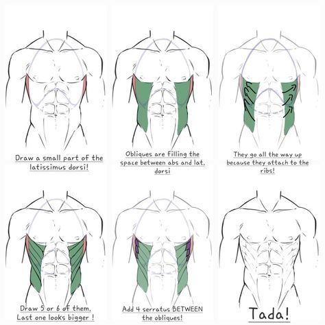 Obliques Anatomy, Simplified Anatomy, Anatomy Drawing, Pose Reference, Anatomy, To Draw, Drawings