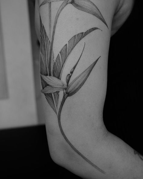 Freehand strelitzia for my regular customer beautiful @issa.ravelo Thank you for another cool project! ❤️ To book a session please fill out the form via link in my BIO Strelitzia Tattoo, Gothic Tattoo, I Tattoo, Tatting, Thank You, Tattoos, Floral