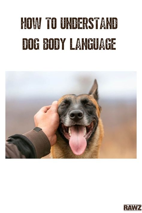 If you have a dog, chances are you consider them your family. And no one understands you like family, right? As close as you and your dog may be, sometimes their behavior can be a little hard to read. They are a different species, after all — but that doesn’t mean you can’t understand or communicate with them! Dog Body Language, No One Understands, Different Species, Dog Ear, Health Nutrition, Body Language, Pet Health, Health And Nutrition, Understanding Yourself