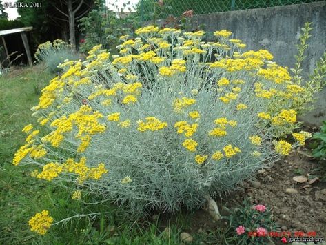 Curry plant (Helichrysum italicum) -Drought tolerant -Shrub (2' by 3') -Evergreen, summer flowers -Well-draining soil -Full sun Curry Plant, Drought Tolerant Shrubs, Helichrysum Italicum, Garden Therapy, Australian Plants, Garden Shrubs, How To Attract Birds, Garden Landscape, Front Yard Landscaping Design