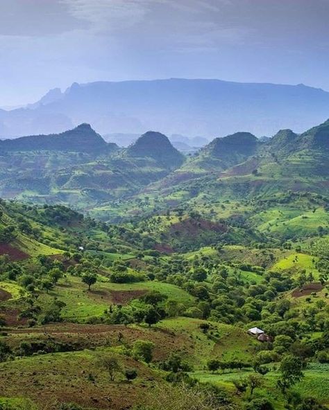 Simien Mountains Ethiopia, Ethiopian Mountains, Ethiopian Landscape, Ethiopian History, Ethiopian Culture, Under Canvas, Weird Trees, Africa Art, Out Of Africa