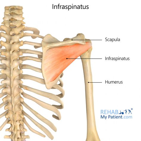 Infraspinatus | Rehab My Patient Supraspinatus Muscle, Subscapularis Muscle, Infraspinatus Muscle, Rotator Cuff Muscles, Teres Major, Axillary Nerve, Rotator Cuff Tear, Referred Pain, Rehabilitation Exercises