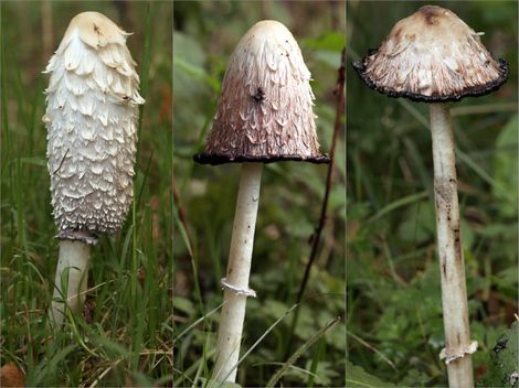 Shaggy Ink Cap Mushroom, Shaggy Ink Cap, Ink Cap Mushroom, Stages Of Development, Macro Pictures, Slime Mould, Edible Mushrooms, Black Liquid, This Morning