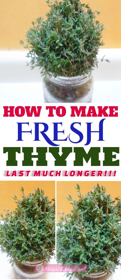 How To Preserve Fresh Thyme, Fresh Thyme Recipes, Thyme Uses, Thyme Plant, Herb Storage, Cooking Herbs, Thyme Recipes, Harvesting Herbs, Herb Gardens