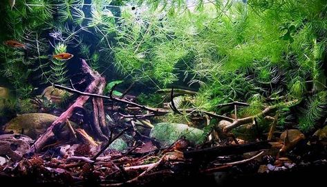 Hornwort, an amazing aquatic plant that’s both easy to grow and a fantastic addition to your underwater haven. If you’ve ever wondered how to keep your Hornwort thriving, you’ve come to the right place. Hydroelectric Power, Aquatic Plant, Floating Plants, Hiding Spots, Small Tank, Invasive Species, Liquid Fertilizer, Aquarium Fish Tank, Tank Design