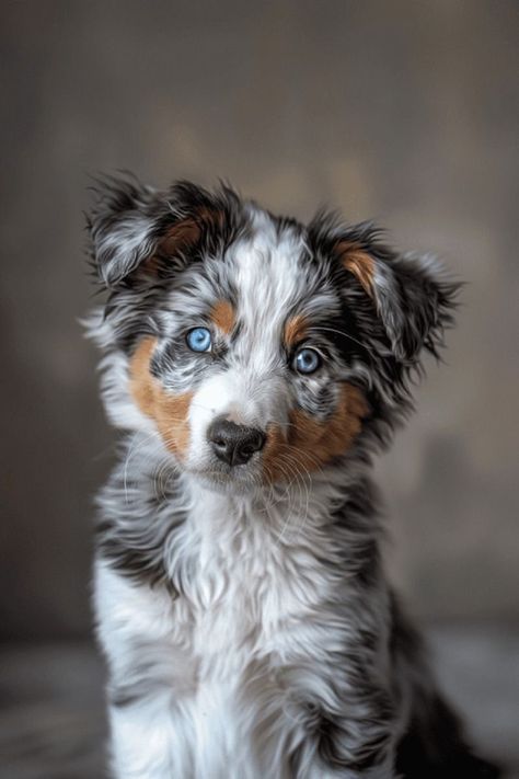 Australian Shepherd With Blue Eyes, Australian Shepherd Blue Eyes, Blue Merle Australian Shepherd Puppy, Blue Merle Australian Shepherd, Tiny Baby Animals, Sky Blue Eyes, Blue Merle Aussie, Merle Australian Shepherd, Chasing Butterflies