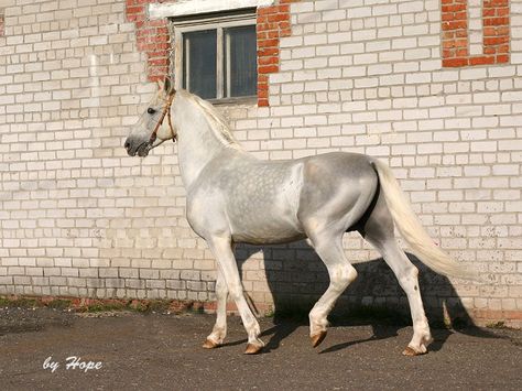 Orlvo Trotter Orlov Trotter Horse, Orlov Trotter, Akhal Teke Horses, Horse Inspiration, Most Beautiful Horses, Grey Horse, Majestic Horse, All The Pretty Horses, Horse Crazy