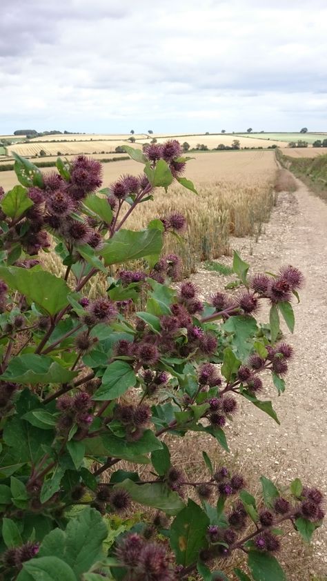 Burdock (Arctium lappa) Grote klis Yorkshire Wolds, Arctium Lappa, Yorkshire, Borders, Plants