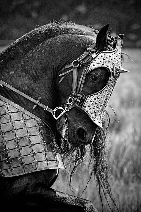 Medieval Horse, Horse Costumes, Horse Armor, Friesian Horse, All The Pretty Horses, Horse Crazy, Medieval Times, Medieval Armor, Pretty Horses