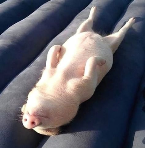 Micro Pigs, Pot Belly Pigs, Cute Piglets, Vegan Tacos, Mini Pigs, Cute Piggies, Pet Pigs, Baby Pigs