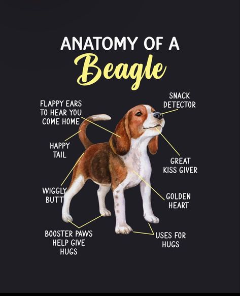 Beagle Dog Facts, Beagle Funny, Beagle Art, Puppy Grooming, Cute Dogs Images, Cute Beagles, Very Cute Dogs, Cute Dog Pictures, Dog Facts