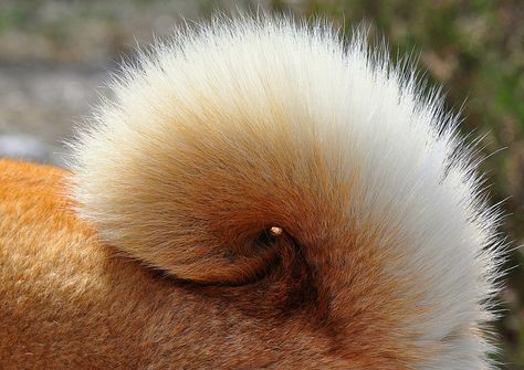 shiba tail Animal Sayings, Japanese Dog Breeds, Shiba Dog, Akita Puppies, Most Beautiful Dogs, Nikon D90, Japanese Dogs, Akita Inu, Akita Dog