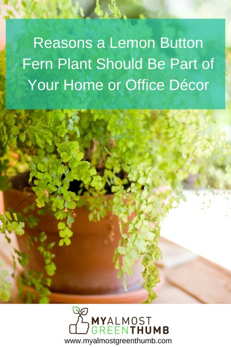 Wondering whether a lemon button fern plant is a good choice for your home or office decor? Here are some things to consider and tips for caring for a lemon button fern plant. The post Reasons a Lemon Button Fern Plant Should Be Part of Your Home or Office Décor appeared first on My Almost Green Thumb. Lemon Button Fern, Button Fern, Fake Lemons, Floor Plants, Fern Plant, Easy Plants, Beautiful Centerpieces, Plant Needs, Small Plants