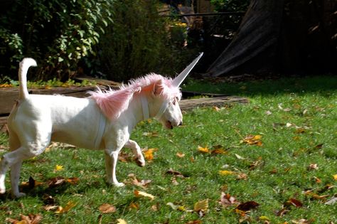 it's a unicorn! | by sbethell Cute Dog Costumes, Diy Dog Costumes, Pet Halloween Costumes, Animal Costumes, English Bull Terriers, Dog Halloween Costumes, White Dog, Dog Costumes, Dog Costume