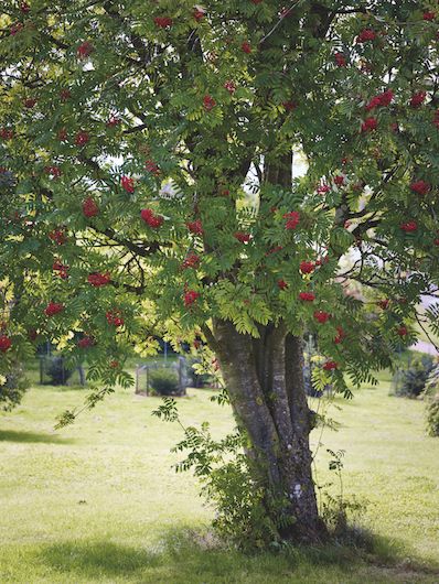 How to identify trees: Berrying and hedgerow trees | Gardens Illustrated How To Identify Trees, Identify Trees, Identifying Trees, Sorbus Aucuparia, Gardens Illustrated, Hawthorn Tree, Front Gardens, Rowan Tree, Crabapple Tree