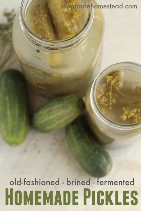 Homemade Fermented Pickle Recipe | The Prairie Homestead Fermented Pickles Recipe, Canned Pickles, The Prairie Homestead, Prairie Homestead, Dill Recipes, Fermented Veggies, Fermented Pickles, Pickle Recipe, Fermentation Recipes