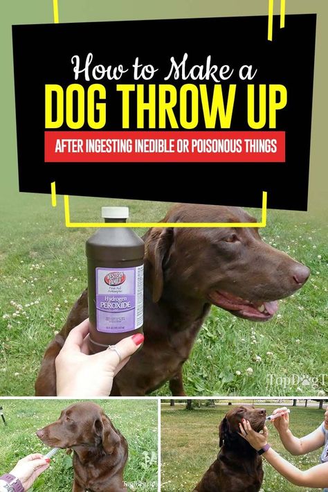 How to Make a Dog Throw Up (quick, safe and effective methods) Dog Throwing Up, Stop Dog Barking, Dog Minding, Easiest Dogs To Train, Aggressive Dog, Training Your Puppy, Dog Obedience, Obedience Training, Dog Training Obedience