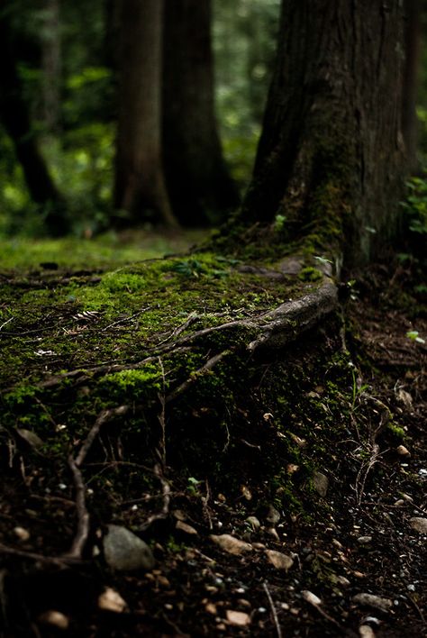 Elemento Terra, Shino Aburame, Dark Naturalism, Forest Bathing, Into The Forest, Forest Path, Earth Elements, Forest Photography, Forest Floor