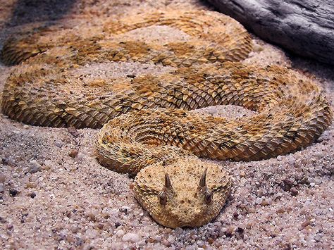 Horned Viper, Viper Snake, Poisonous Snakes, Largest Snake, Beady Eye, Pit Viper, Snake Venom, Animal Nails, Samar